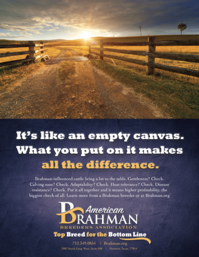 American Brahman